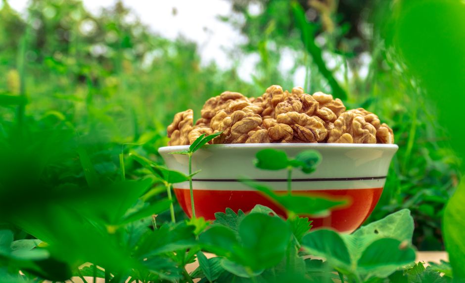 Photo related to Health benefits and disadvantages of eating walnuts.