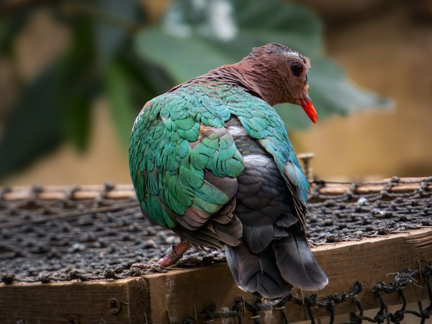 Illustration related to parrot