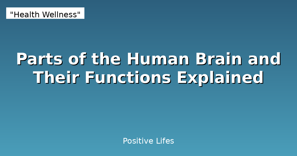 Parts of the Human Brain and Their Functions Explained